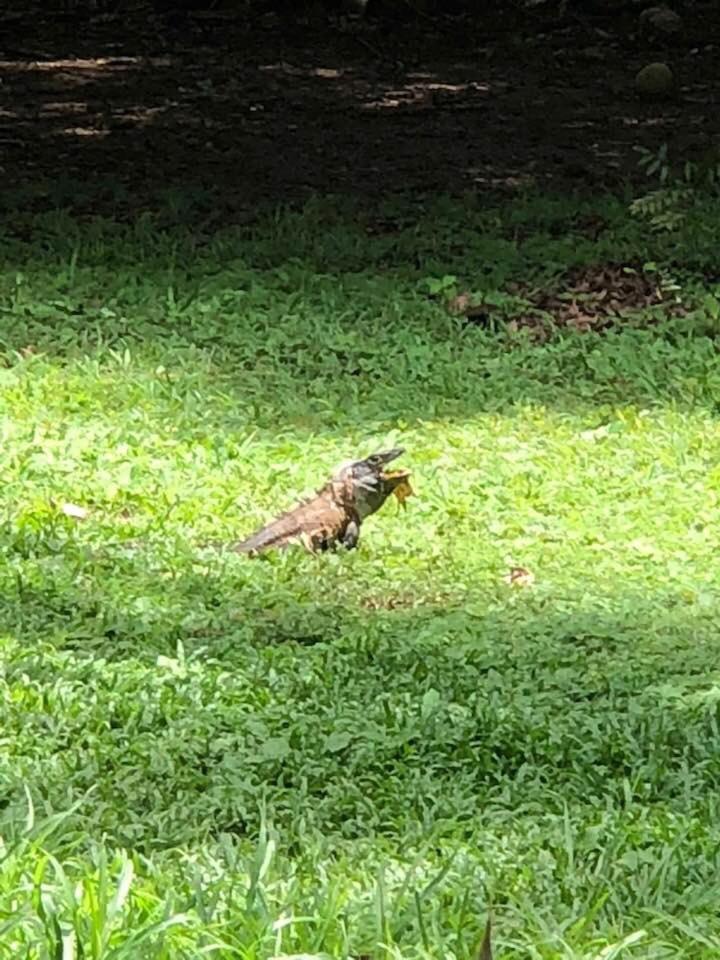 Villa Segura Manuel Antonio, Quepos Eksteriør billede